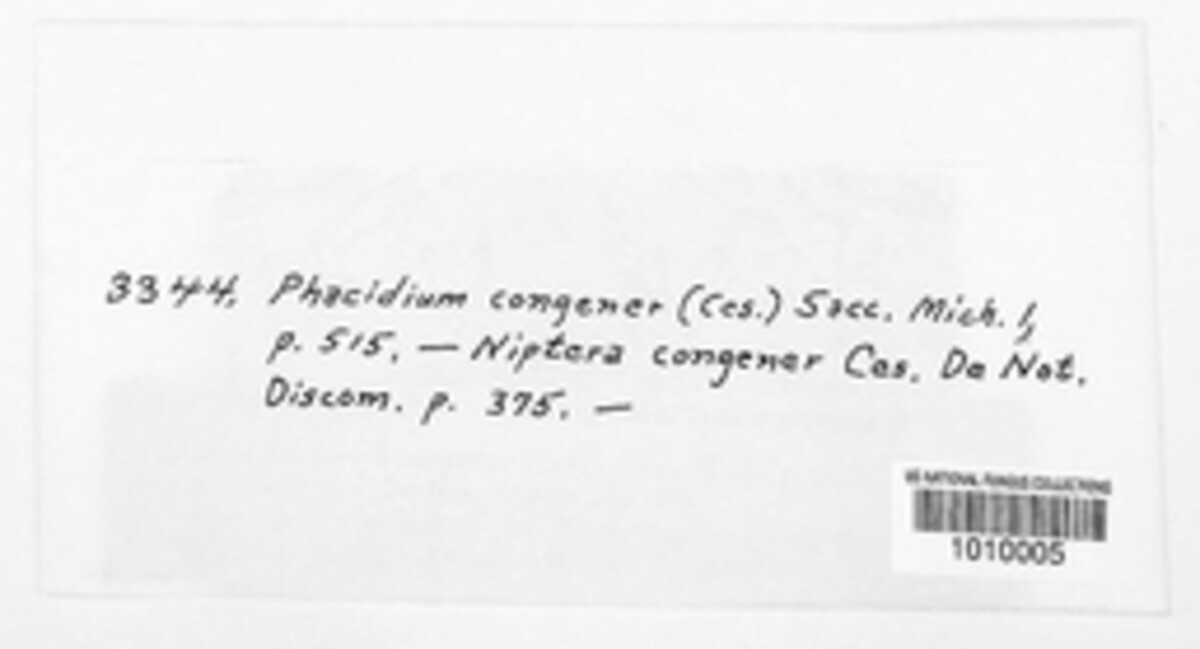 Fabraea congener image